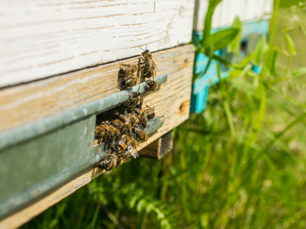 Observe from a Distance