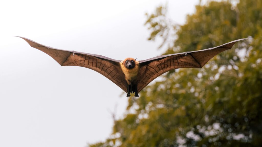 bat flying