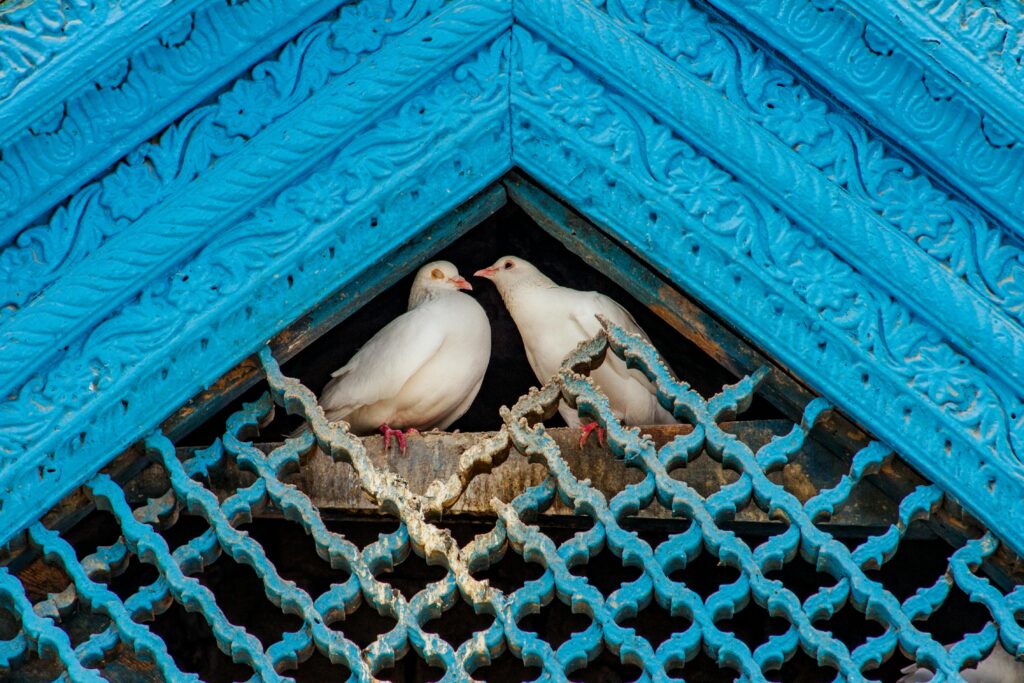 bird control