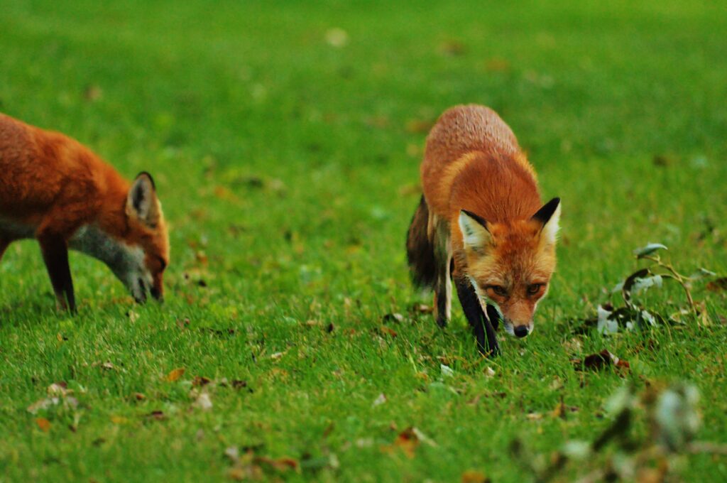 Foxes in Neighborhood