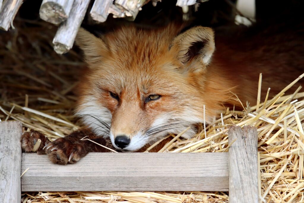 Fox Den