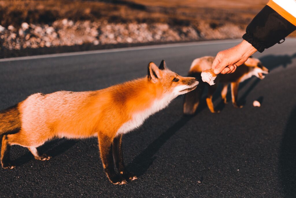 friendly fox