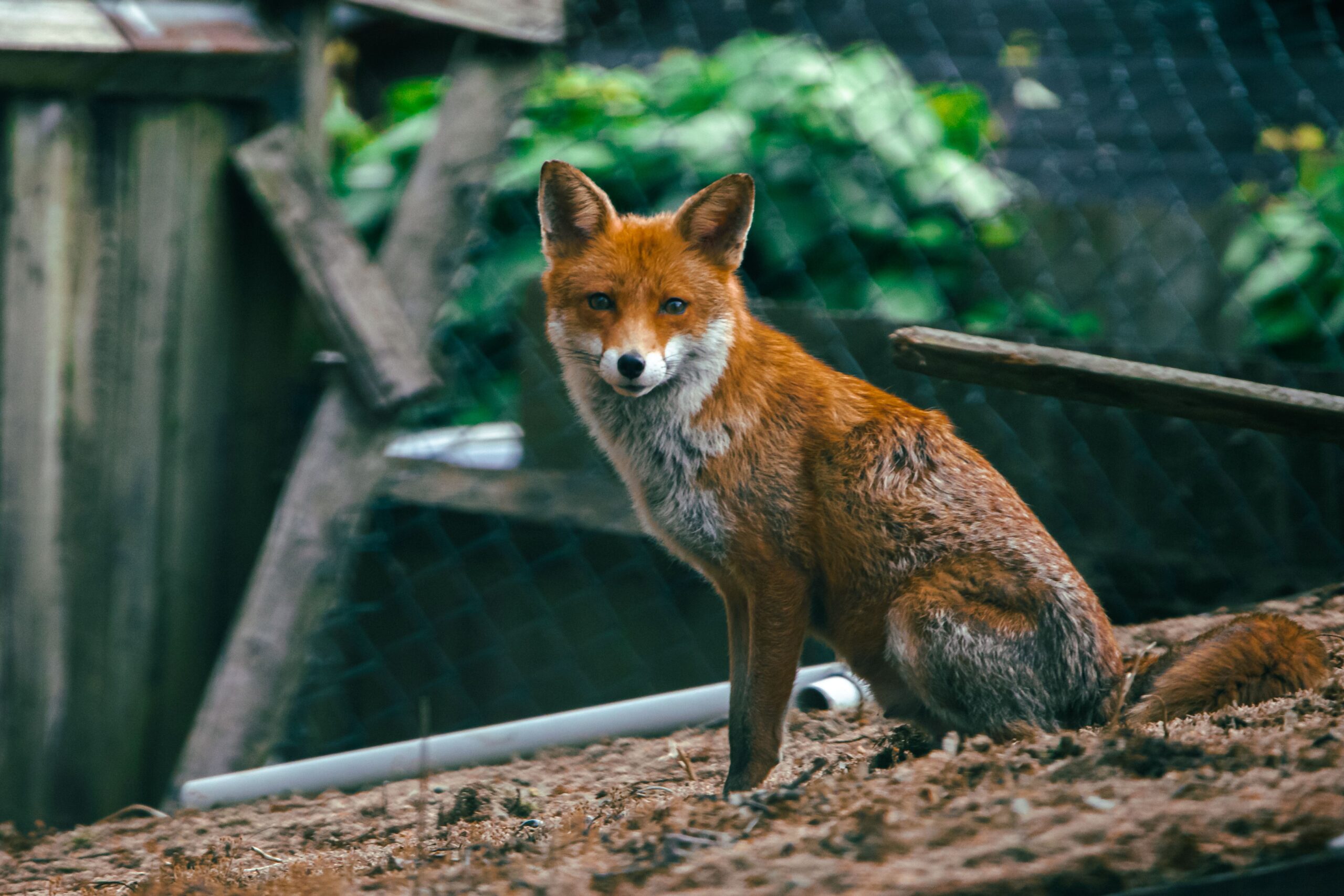 fox sighting near home