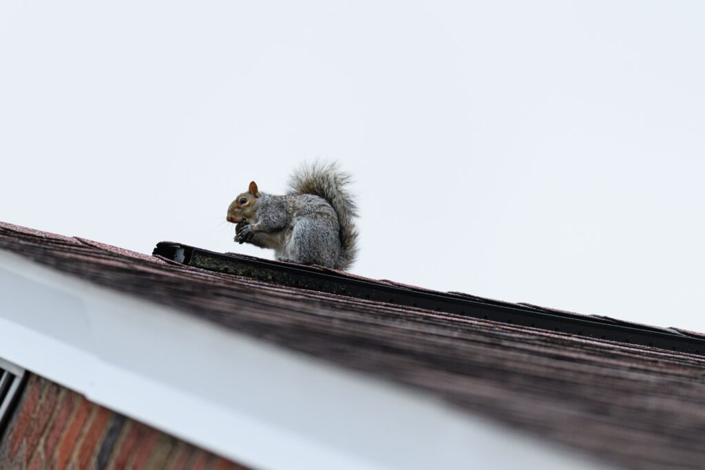 Squirrel on rooftop