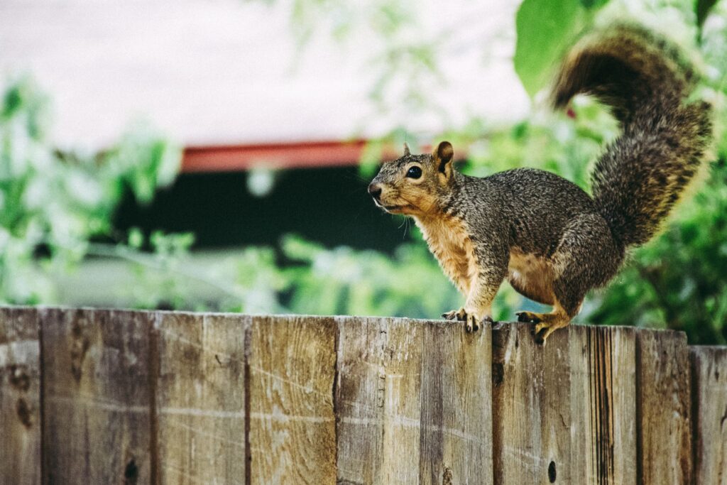 Squirrels near home