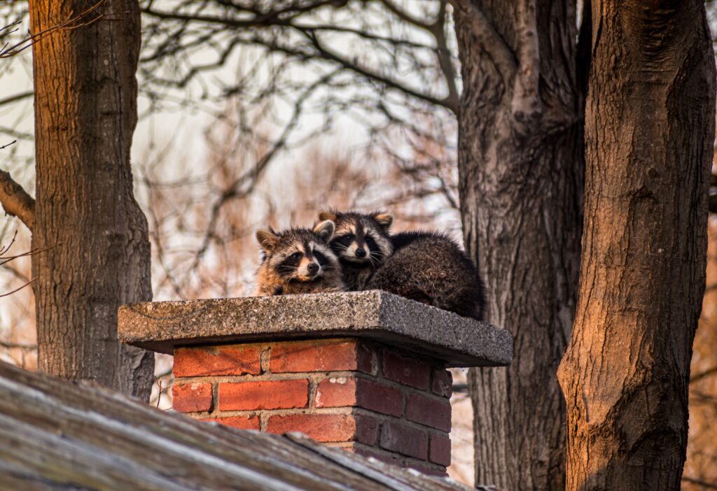 Raccoons chimney