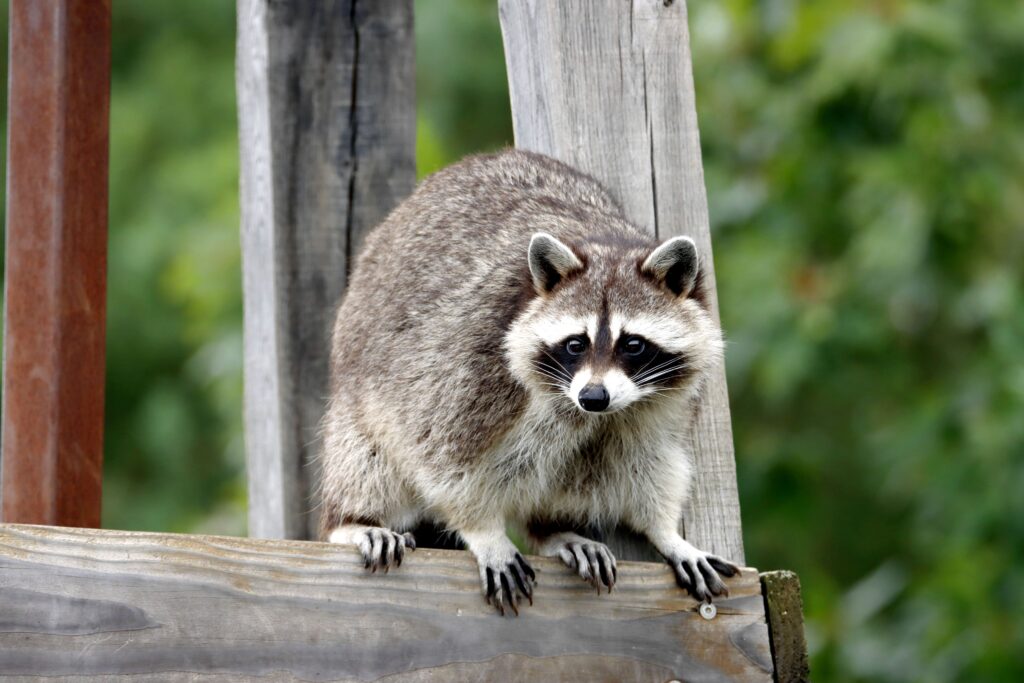 Raccoon near home