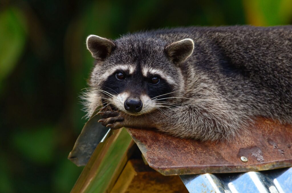 Raccoon on roof